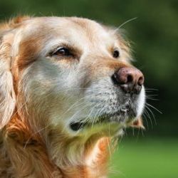 ¿Qué esperar a medida que mi perro envejece?