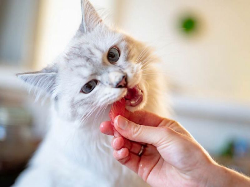 veterinario para gatos