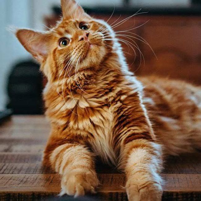 Iguala veterinaria para gatos