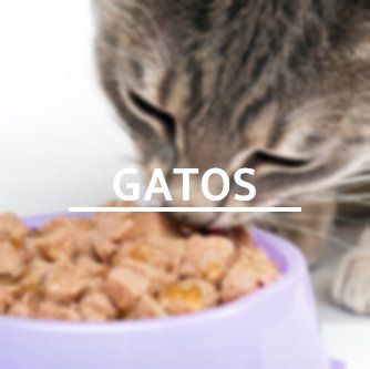Lo mejor en alimentos para gatos online