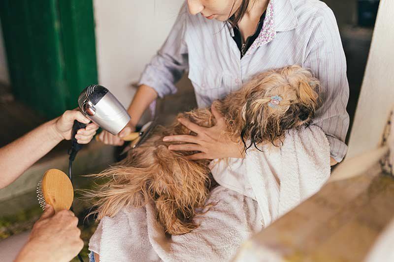 Peluquería canina Peluquería canina