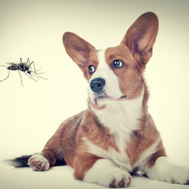 mosquito and dog