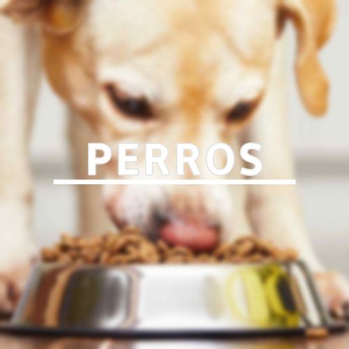Lo mejor en alimentos para perros online