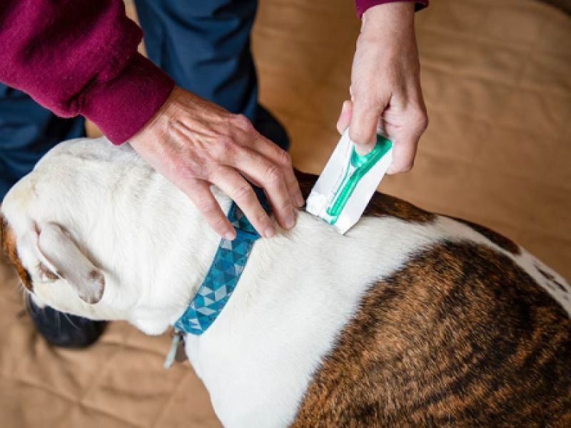 Clínica veterinaria en Ajalvir