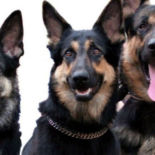 CLINICA VETERINARIA EN SAN AGUSTIN DEL GUADALIX