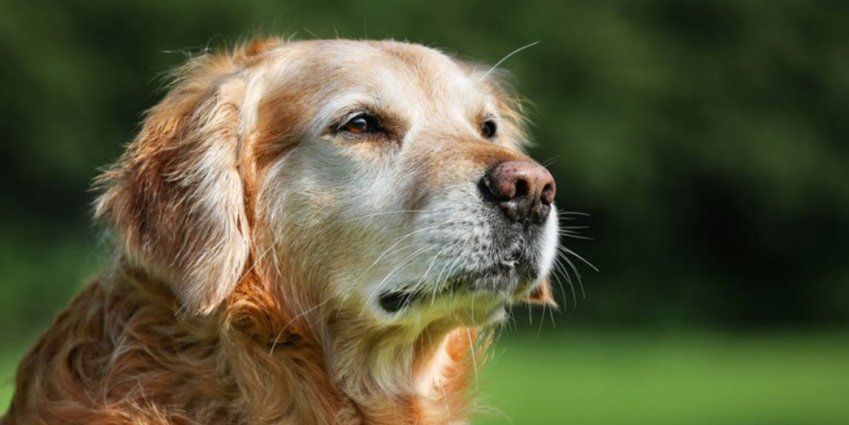 ¿Qué esperar a medida que mi perro envejece? ¿Qué esperar a medida que mi perro envejece?