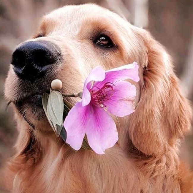Iguala veterinaria para perros