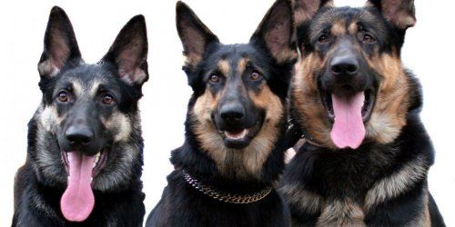 CLINICA VETERINARIA EN SAN AGUSTIN DEL GUADALIX