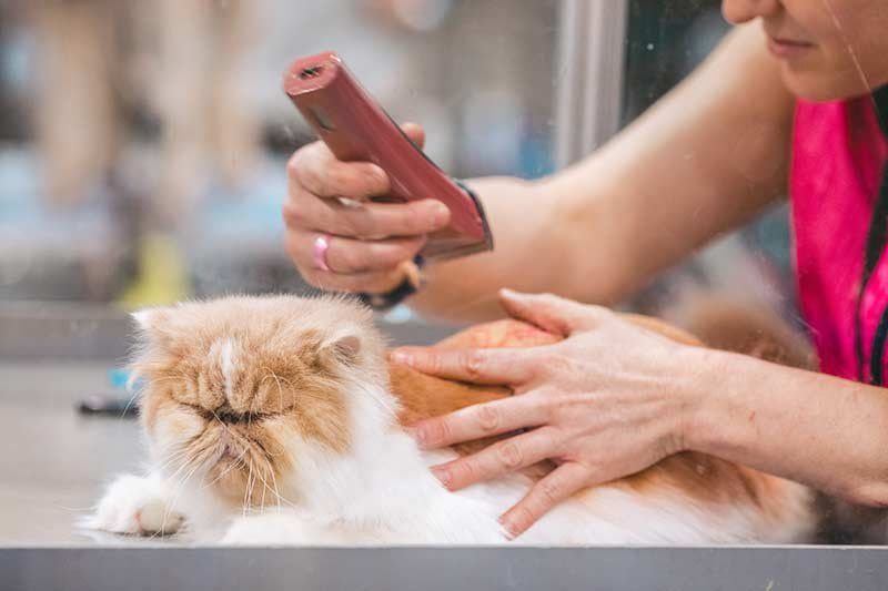 Peluquería para gatos