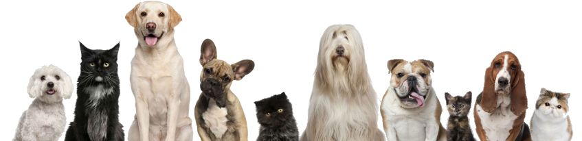 Veterinario en San Agustín del Guadalix
