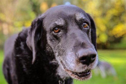 old dog