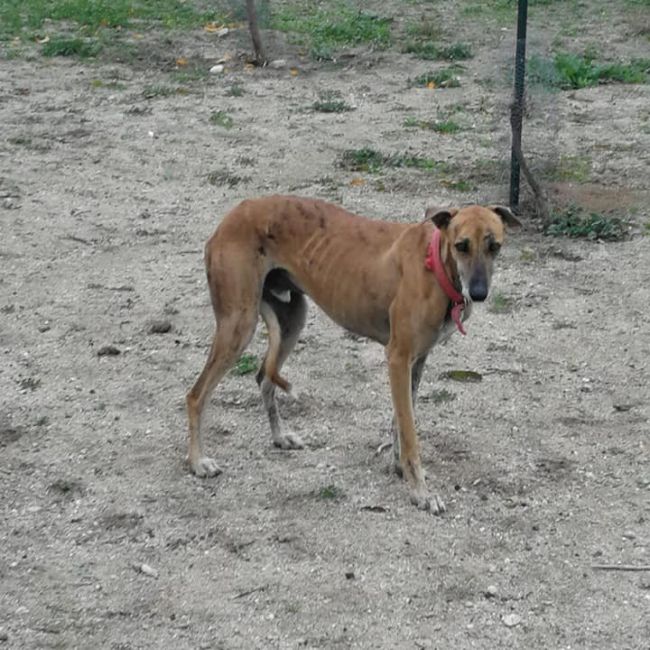 ADOPTA A TITI