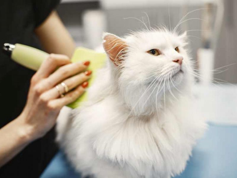 peluquería para gatos
