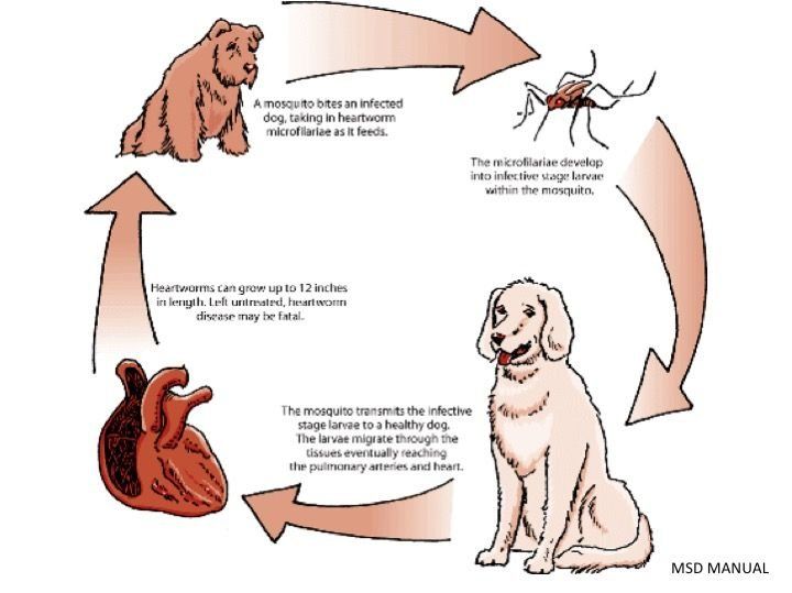 Filarosis canina