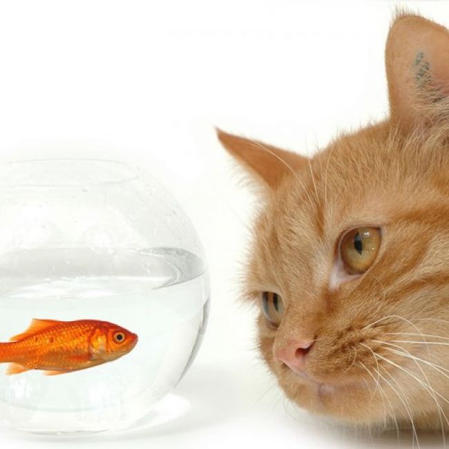 iguala veterinaria para gatos