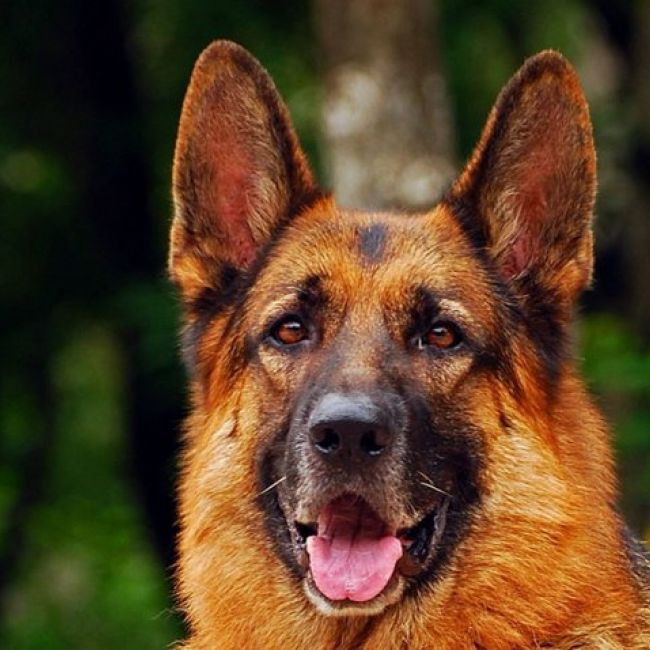 peluqueria canina en San Agustín del Guadalix