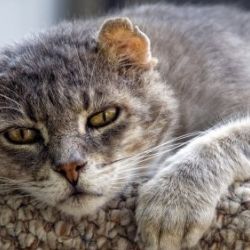 old cat