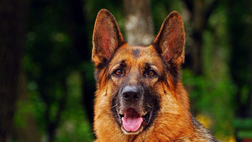 peluqueria canina en San Agustín del Guadalix peluqueria canina en San Agustín del Guadalix