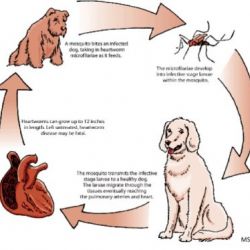 Heartworm