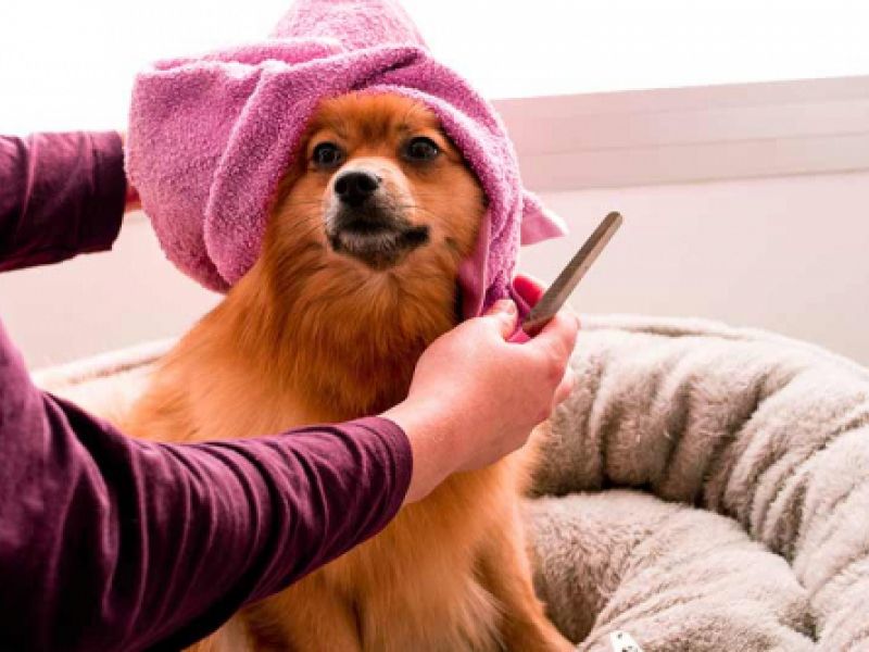 peluquería canina