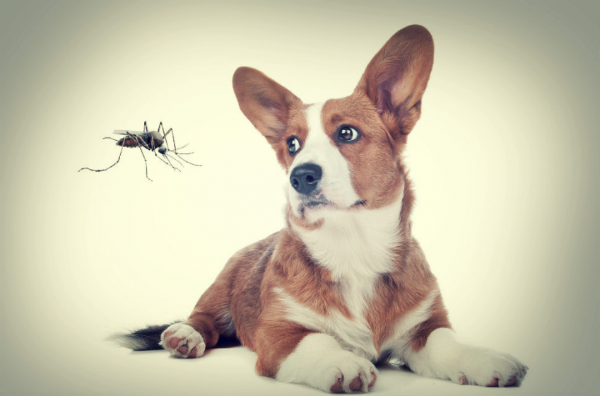 Leishmaniosis Canina Leishmaniosis Canina