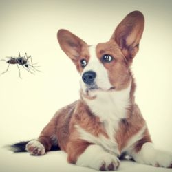 mosquito and dog
