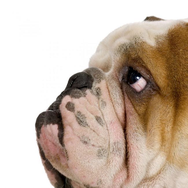 iguala veterinaria para perros