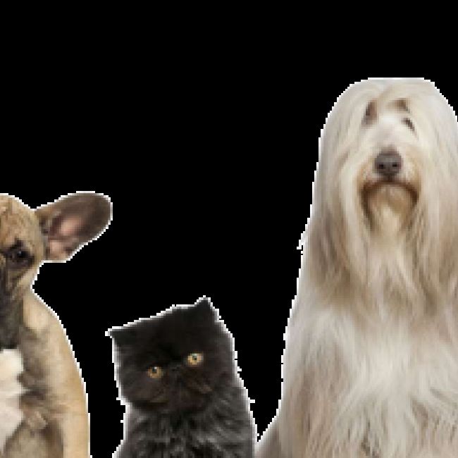 Veterinario en San Agustín del Guadalix
