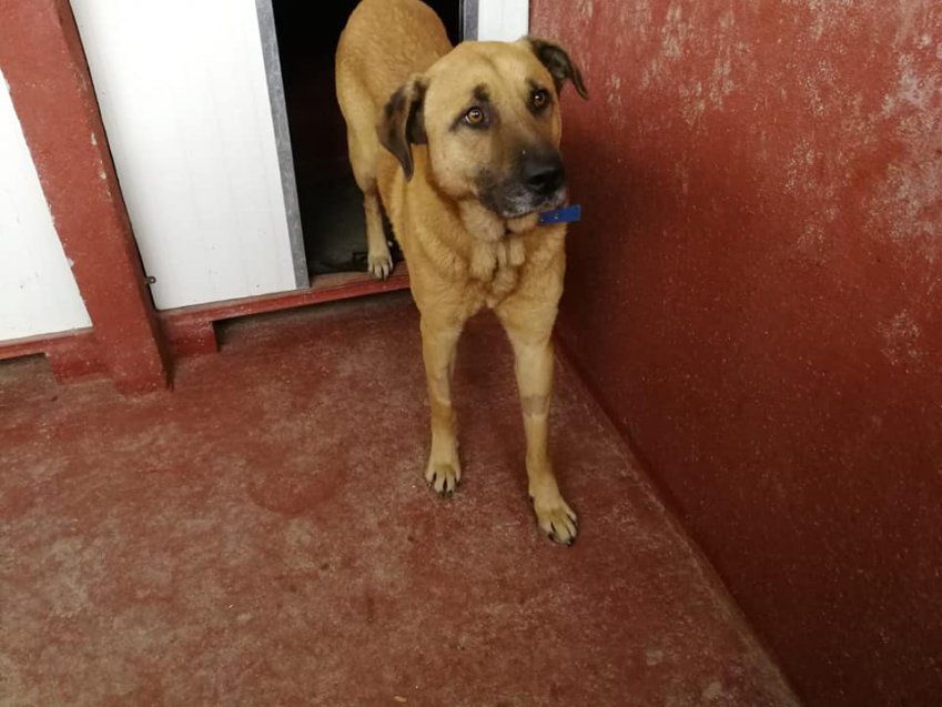 ADOPTA A SPYKE
