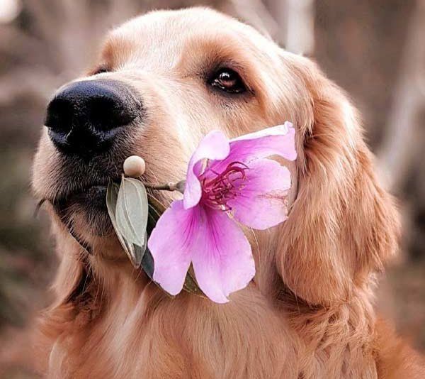 Iguala veterinaria para perros