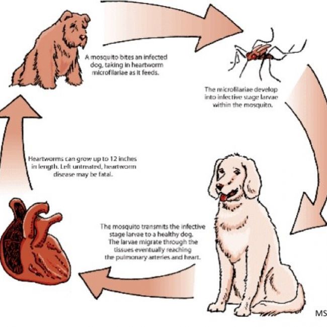 Heartworm