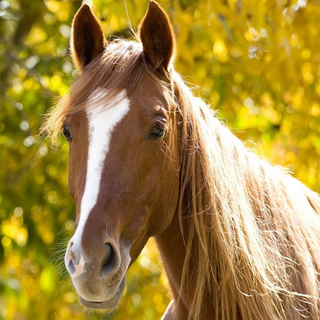 clínica equina en San Agustín del Guadalix