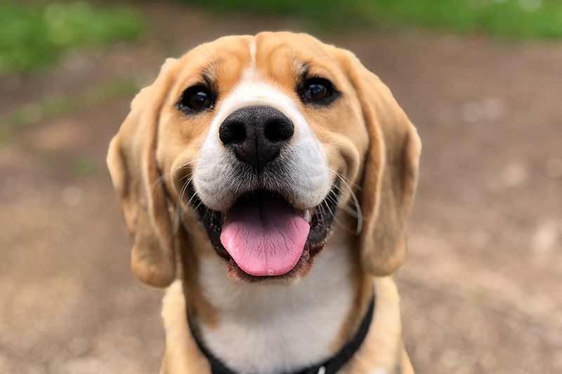 ¿Qué esperar a medida que mi perro envejece?