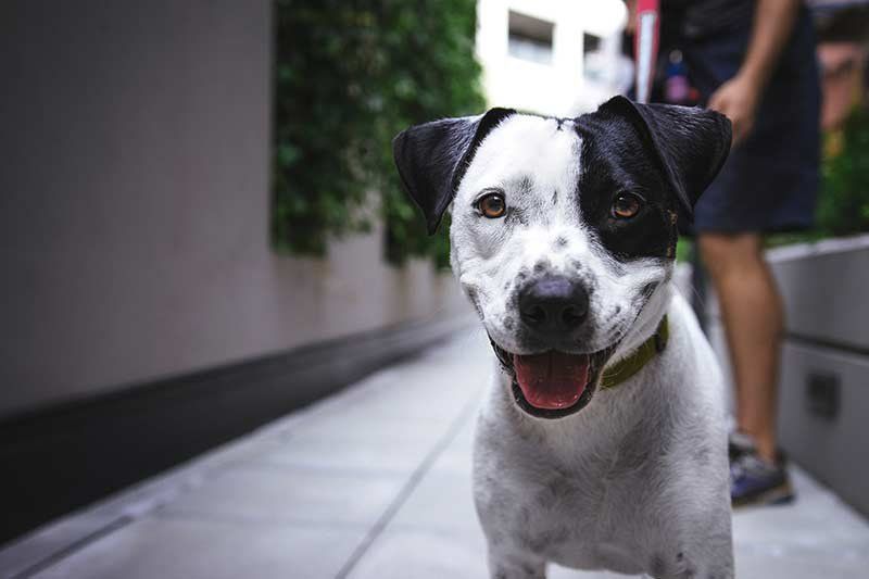 Clínica veterinaria en San Martín de Guadalalix