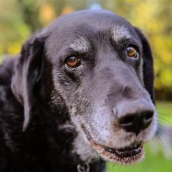 old dog