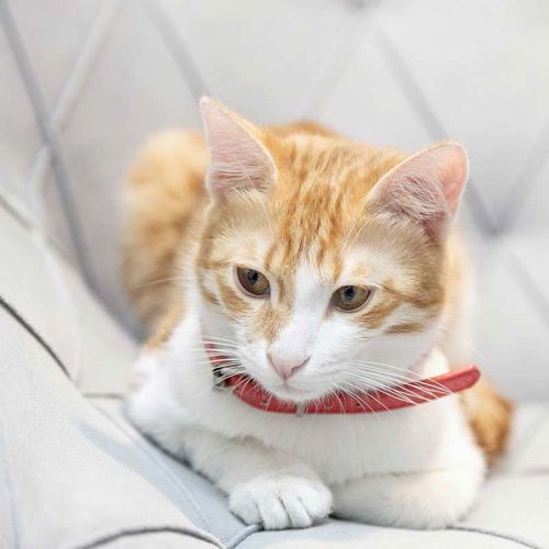 centro veterinario en Valladolid