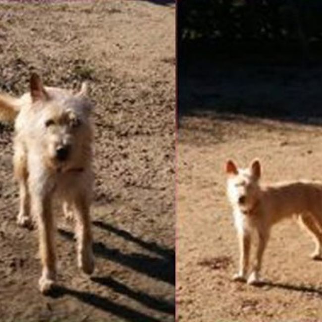 ADOPTA A THOR