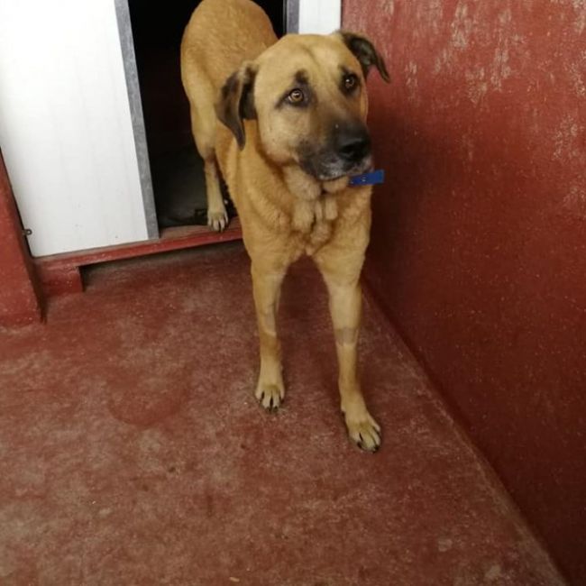 ADOPTA A SPYKE