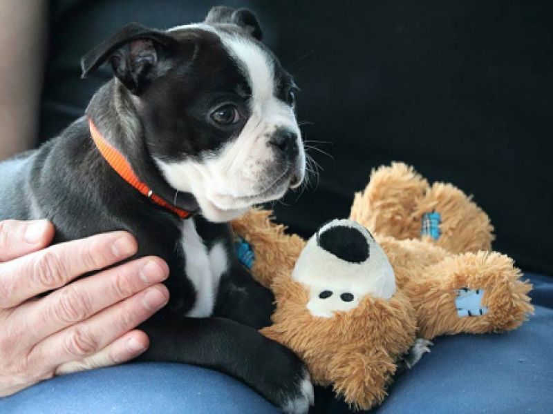 veterinaria para perros