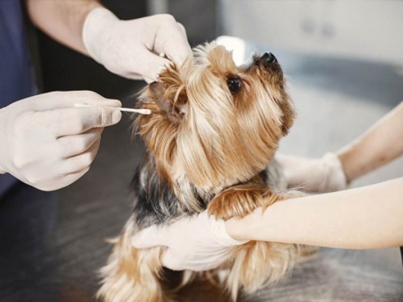 Clínica veterinaria en San Agustín del Guadalix