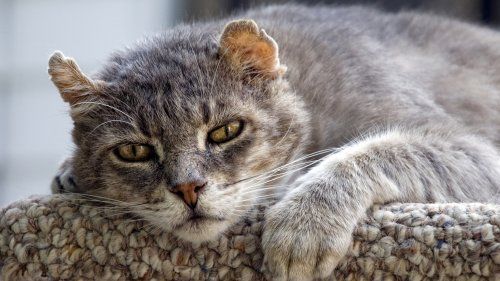 ¿Qué esperar a medida que mi gato envejece?